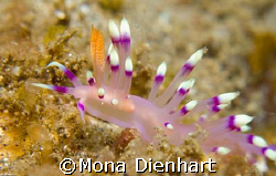 close up  by Mona Dienhart 